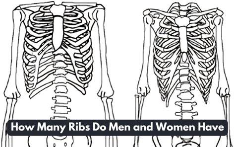 how many ribs does man and woman have|Ribs Pictures, Anatomy & Anatomy .